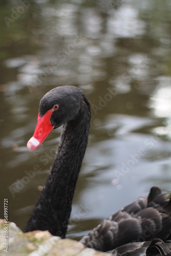 Cisne negro con pico rojo en un lago en la naturaleza