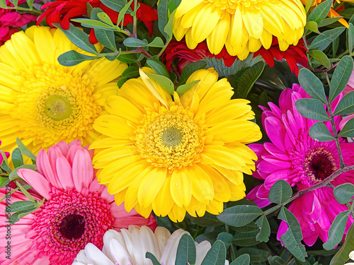 Bright colorful Gerbera flowers top view close up. A feast of nature's beauty.
