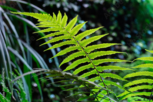a fern leaf in the forest