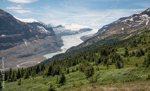 Unsurpassed, panoramic view of the high peaks and glaciers of the Columbia Icefield from the beautiful meadows along the slopes of Mount Wilcox near the border of Banff and Jasper National Park