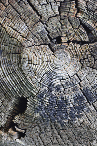 Natural Weathered Grey Taupe Brown Stump Cut Cross Section  Tree Trunk Growth Annual Rings Texture Pattern  Large Vertical Detailed Damaged Blue Gray Lumber Wood Background  Flat Lay Macro Closeup