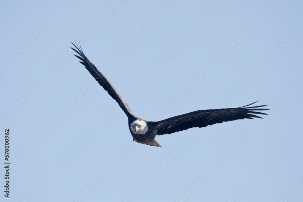 Front view of an adult bald eagle soaring isolated in a blue sky in Davenport, Iowa, on a winter day. Front view of an adult bald eagle soaring isolated in a blue sky in Davenport, Iowa, on a winter day.