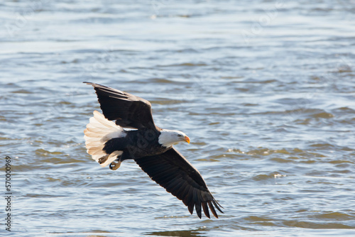 An adult bald eagle flies just above the water of the Mississippi River in Davenport, Iowa on a winter day. 