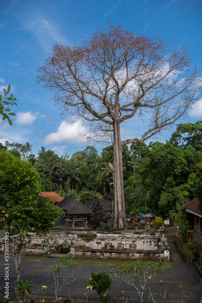 A huge tree on the temple complex 