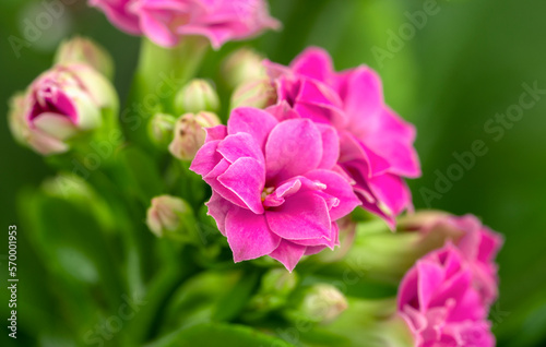 . nice pink flowers closeup, macro