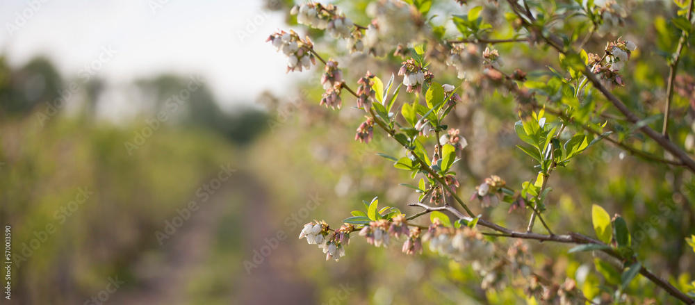 Blueberry blossom , fruit plantation - vaccinium corymbosum.