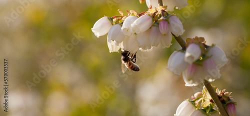 Blueberry flower pollinated by honey bee.