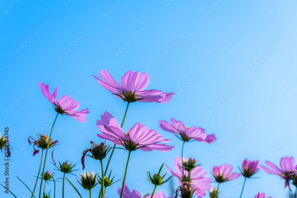 Pink flowers cosmos bloom beautifully in the garden spring on meadow in sunlight bright blue sky background Pink flowers cosmos bloom beautifully in the garden spring on meadow in sunlight bright blue sky background