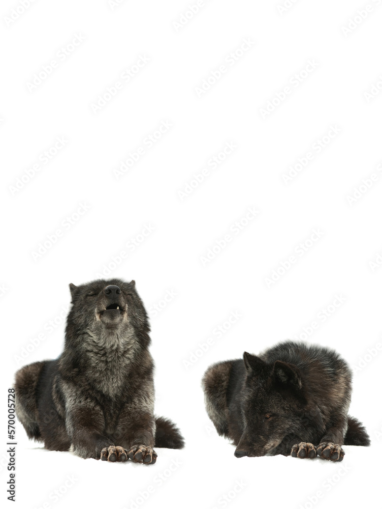 canadian wolves lying on snow isolated on white background canadian wolves lying on snow isolated on white background