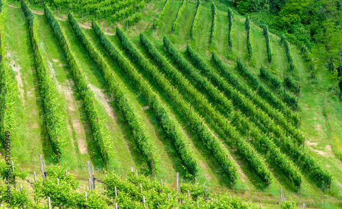 the luxuriant green of the vineyards in the spring months