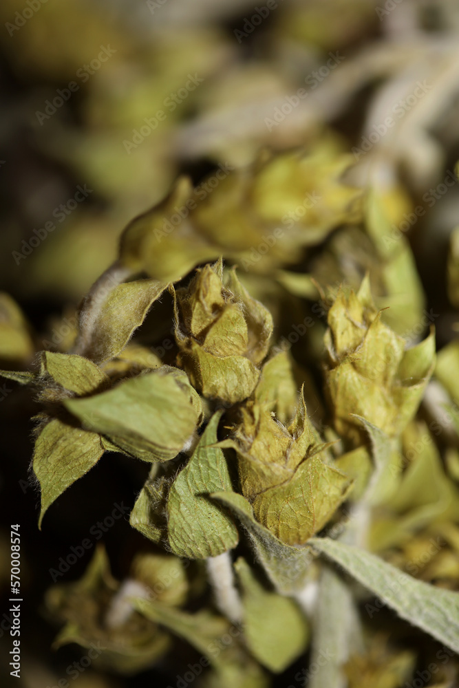 Wild medical natural mountain tea close up botanical backgrounds sideritis family lamiaceae big size high quality modern print