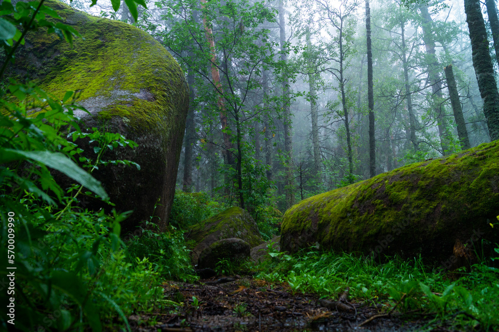 Path between boulders covered with moss in the forest. The picture was taken in the Krasnoyarsk Pillars National Reserve. City of Krasnoyarsk, Russia Path between boulders covered with moss in the forest. The picture was taken in the Krasnoyarsk Pillars National Reserve. City of Krasnoyarsk, Russia