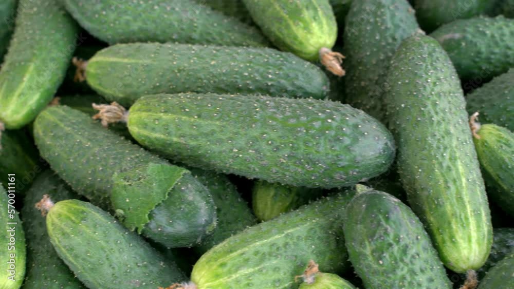 fresh green cucumbers. new harvest, vegetable background or food texture. fresh green cucumbers. new harvest, vegetable background or food texture.