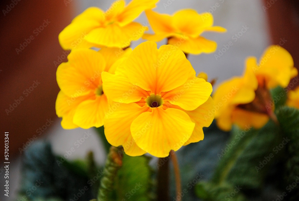Clos up of yellow flowers of a Primula cultivar Clos up of yellow flowers of a Primula cultivar