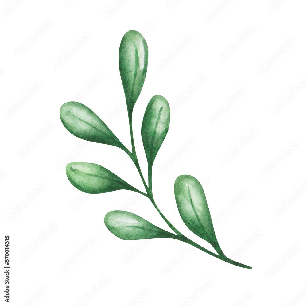 Obraz premium Watercolor illustration. Hand painted branch with round green leaves in the form of drops. Spring, summer, autumn nature. Foliage and flora element. Isolated clip art for patterns, prints