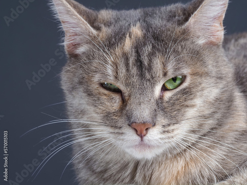 portrait of a cat on a gray background