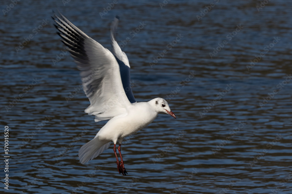 Silbermöwe (Larus argentatus) Silbermöwe (Larus argentatus)