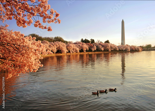 Cherry Blossoms in Washington, D.C. photo