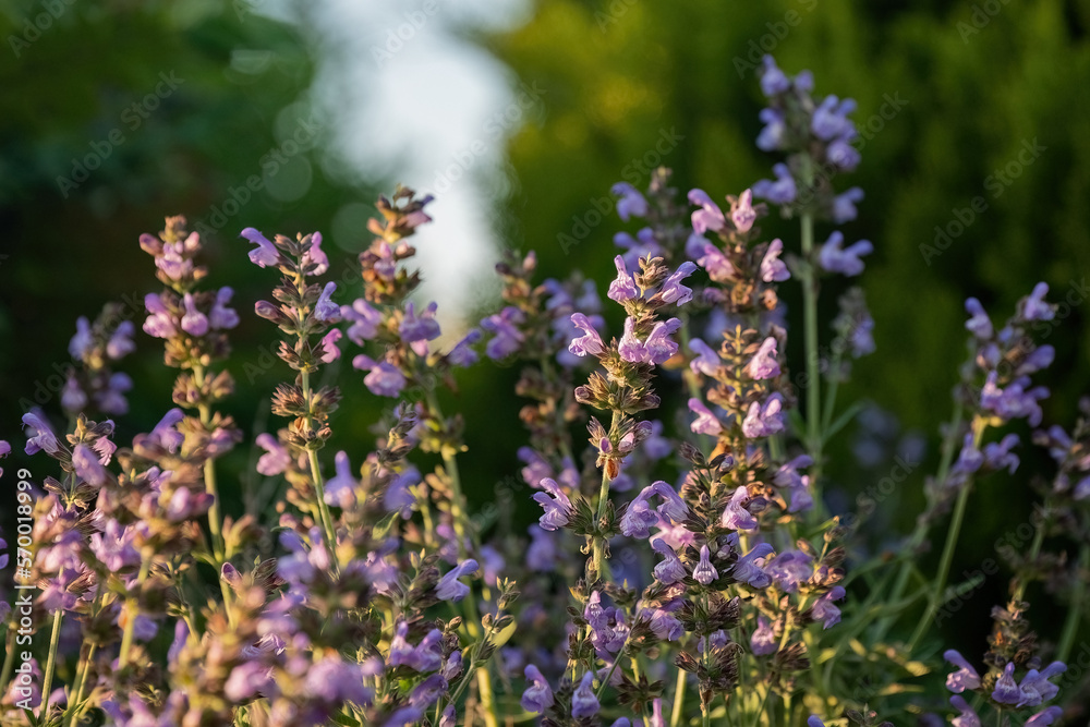 Obraz premium Salvia officinalis purple evergreen medical plant for herbal tea.