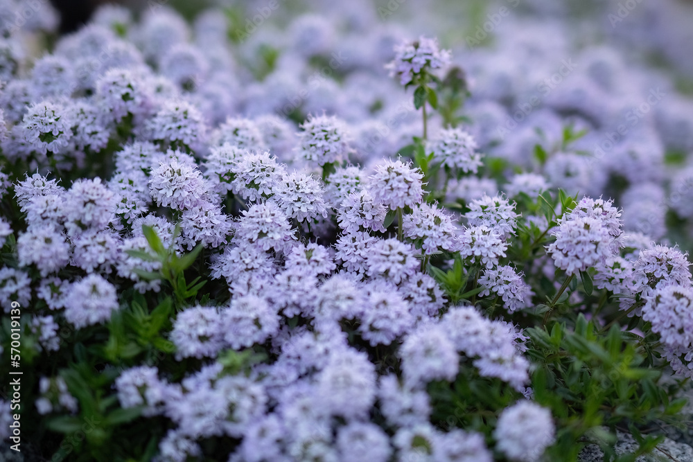 Obraz premium Winter Savory or Satureja Montana lilac flower in the garden design.