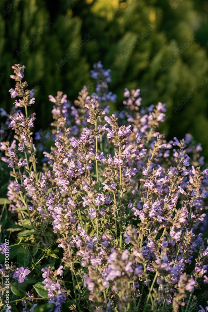 Obraz premium Salvia officinalis purple evergreen medical plant for herbal tea.
