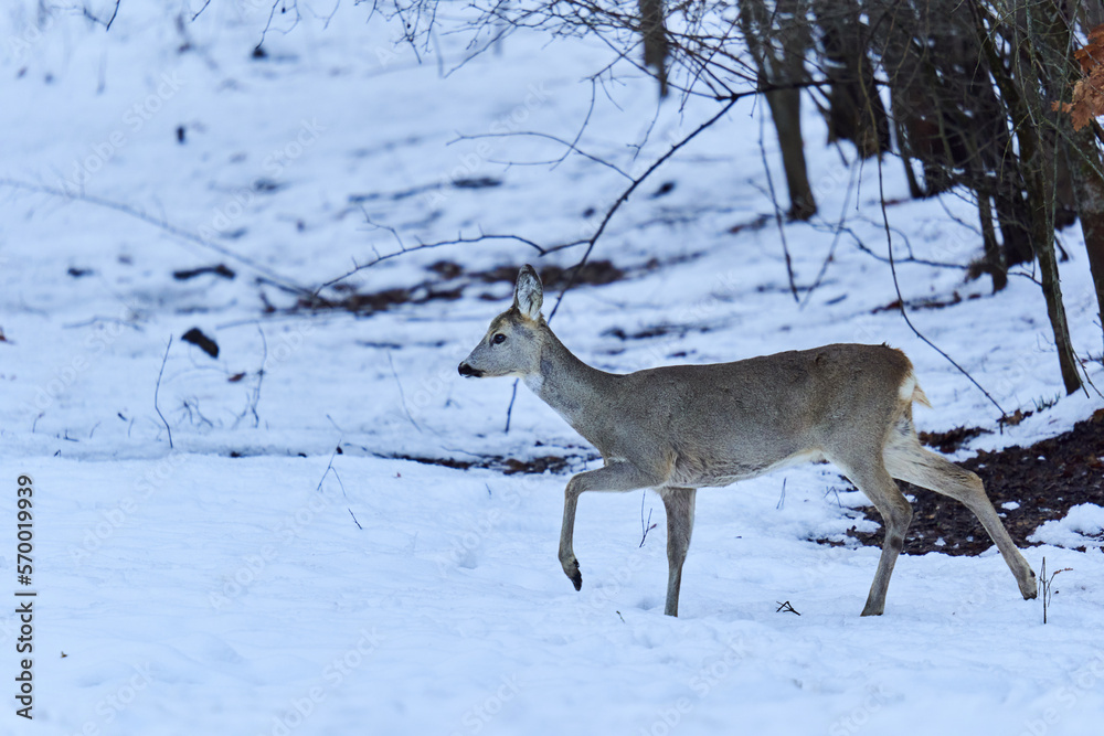 Fototapeta premium Roe deer in the snow