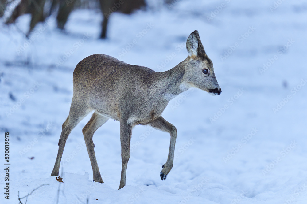 Roe deer in the snow Roe deer in the snow