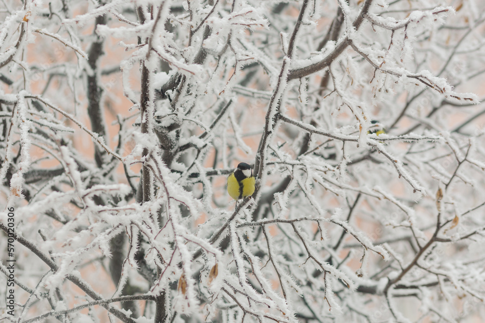 Great tit on a snow-covered linden branch in winter.