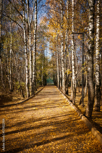 A Colourful woodland scene at fall forest. Autumn colorful park in sunny day. Foliage trees and footpath with fall leaves.