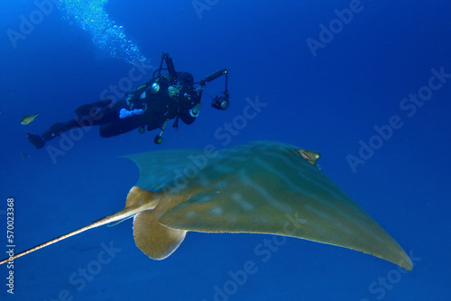 Buceador fotografiando raya Obispo en el mar