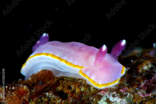 Nudibranquio o babosa marina en el fondo del mar