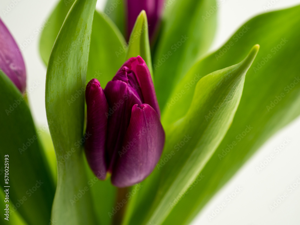 Tulips on a white background. Purple tulips. Close-up. Tulips on a white background. Purple tulips. Close-up.