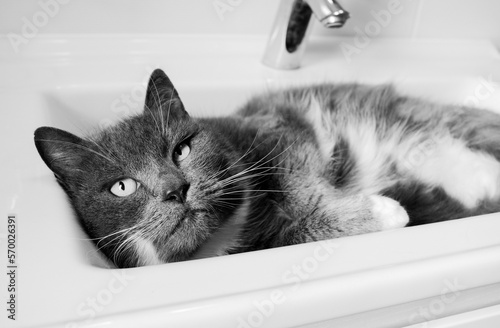 A series of photographs of a domestic cat in black and white. The cat sleeps in a washbasin, pet's favorite place © Vi SunJu