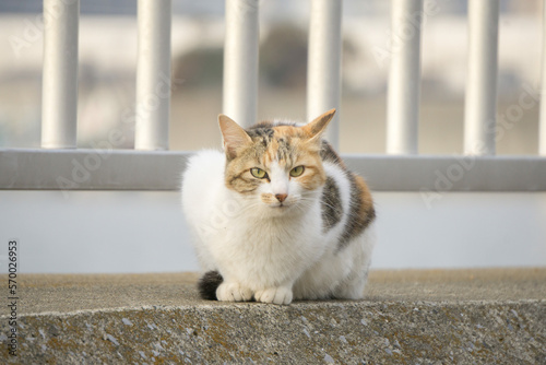 香箱座りの野良猫 photo