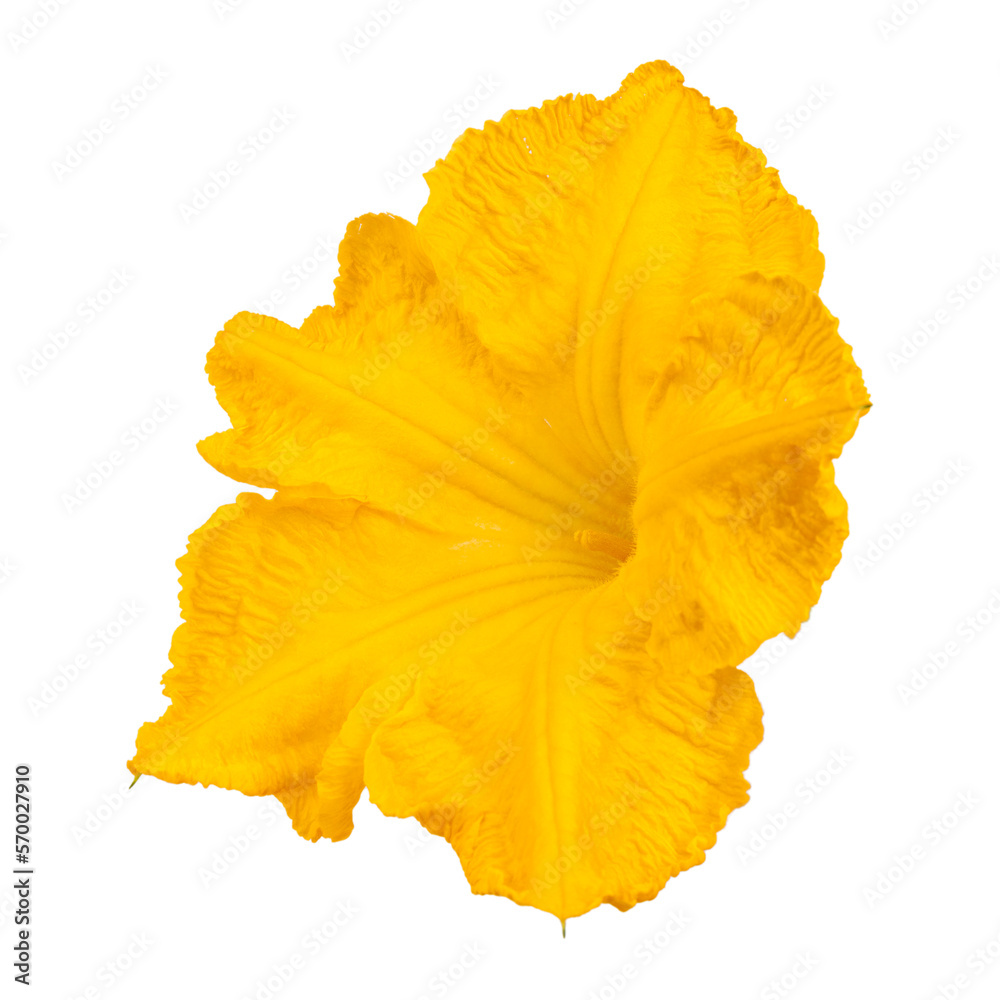 Naklejka premium Orange pumpkin flower on a white background.