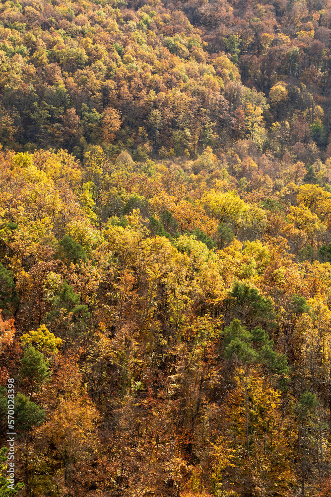 Colorful autumn forest for background
