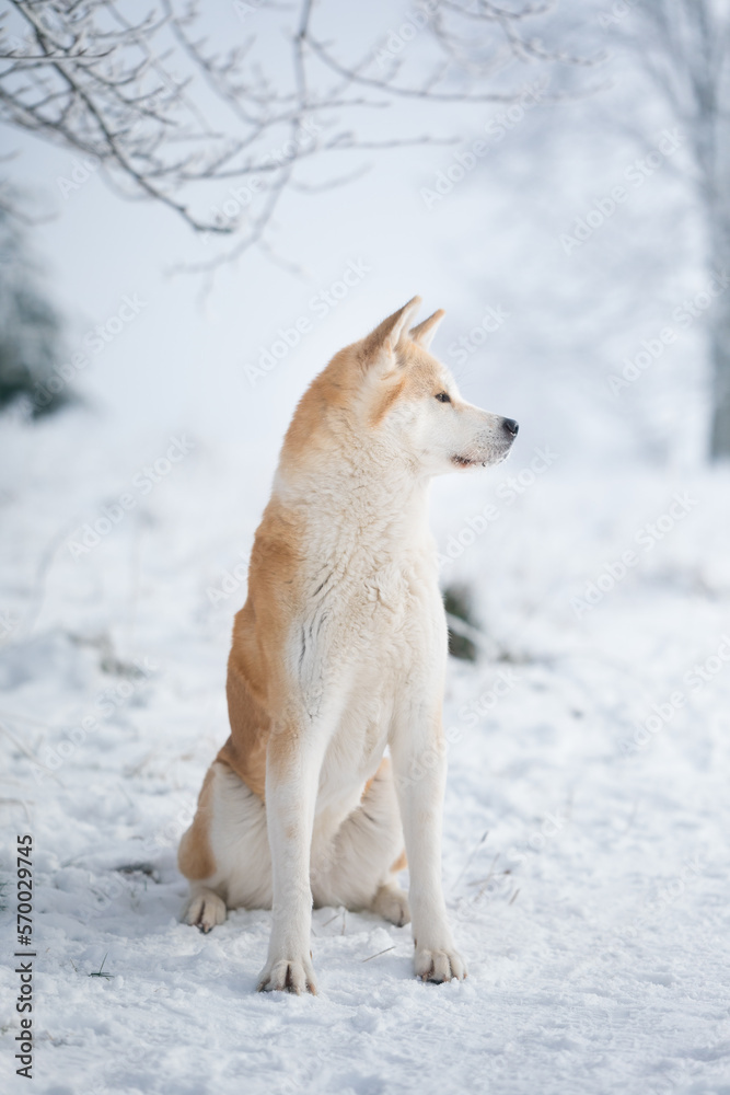 Yasuko - Akita Inu Yasuko - Akita Inu