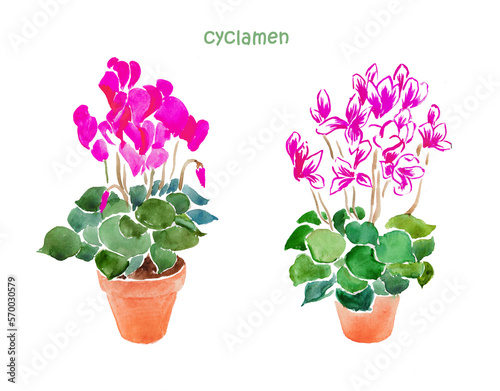 Cyclamen, potted flowers, pink flower, floral illustration, watercolor illustration 