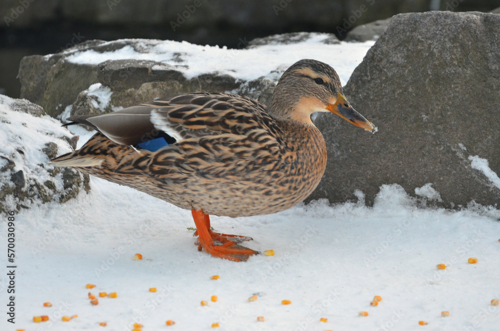 Wild duck mallard female standing on the snow near the rock in winter day getting ready to eat corn. Closeup photo outdoors. Free copy space. Wild duck mallard female standing on the snow near the rock in winter day getting ready to eat corn. Closeup photo outdoors. Free copy space.