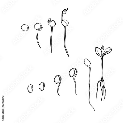 Seed germination. Sketch  illustration.
