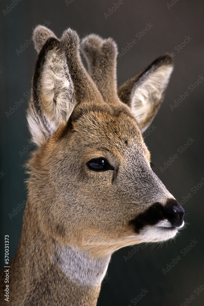Fototapeta premium Capriolo (Capreolus capreolus)