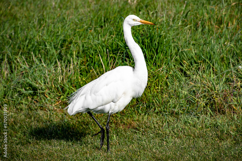 White Heron Bird Walking in Green Grass at Bodega Bay California White Heron Bird Walking in Green Grass at Bodega Bay California