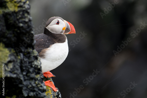 Atlantic puffin, Fratercula arctica, standing on the edge of a cliff. Black rocky background