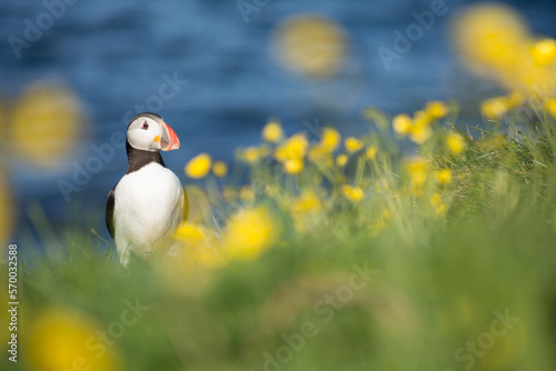 Atlantic puffin, Fratercula arctica, surrounded by yellow flowers and the blue sea as a background