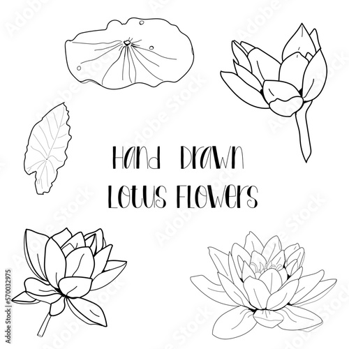 Hand drawn black lotus flower outline illustration