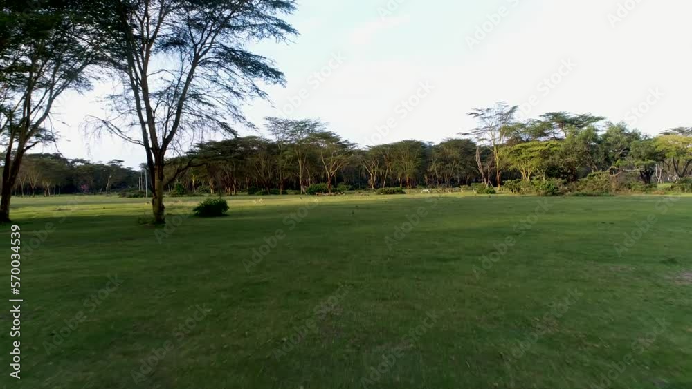 Aerial view of a dazzle of Zebra's in Kenya. Aerial view of a dazzle of Zebra's in Kenya.