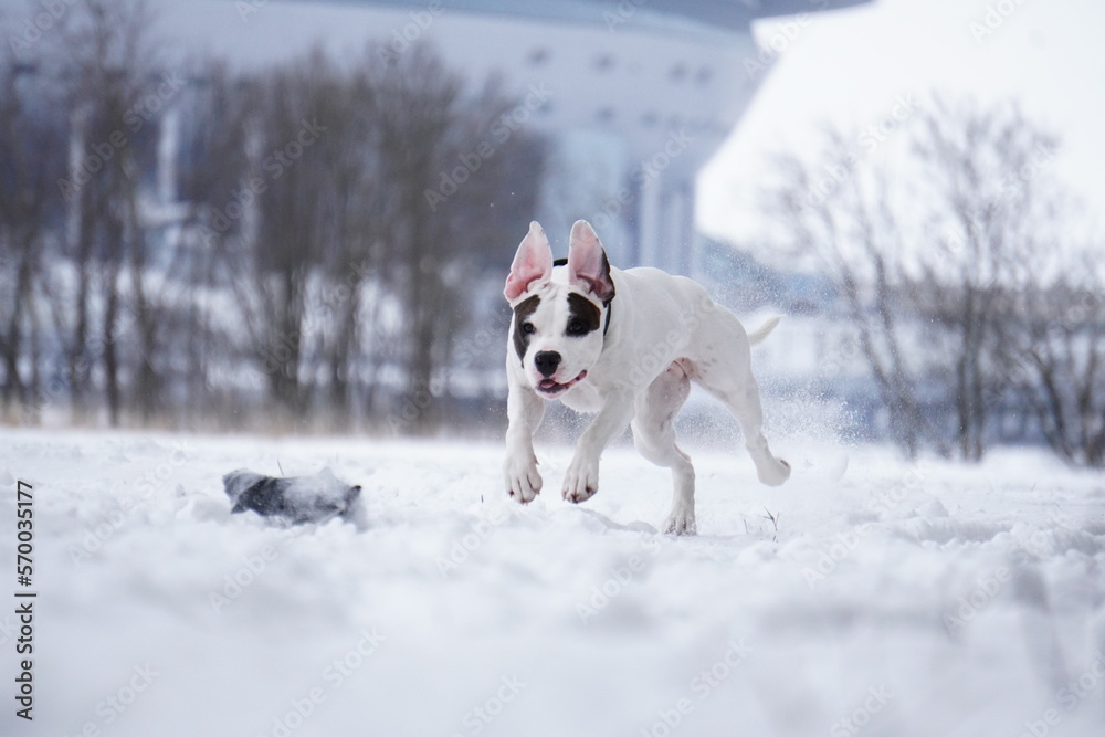 jack terrier dog running in snow