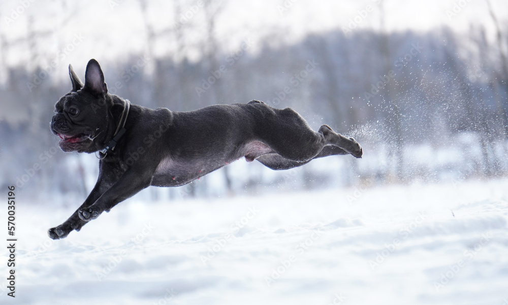 french bulldog portrait running in snow french bulldog portrait running in snow