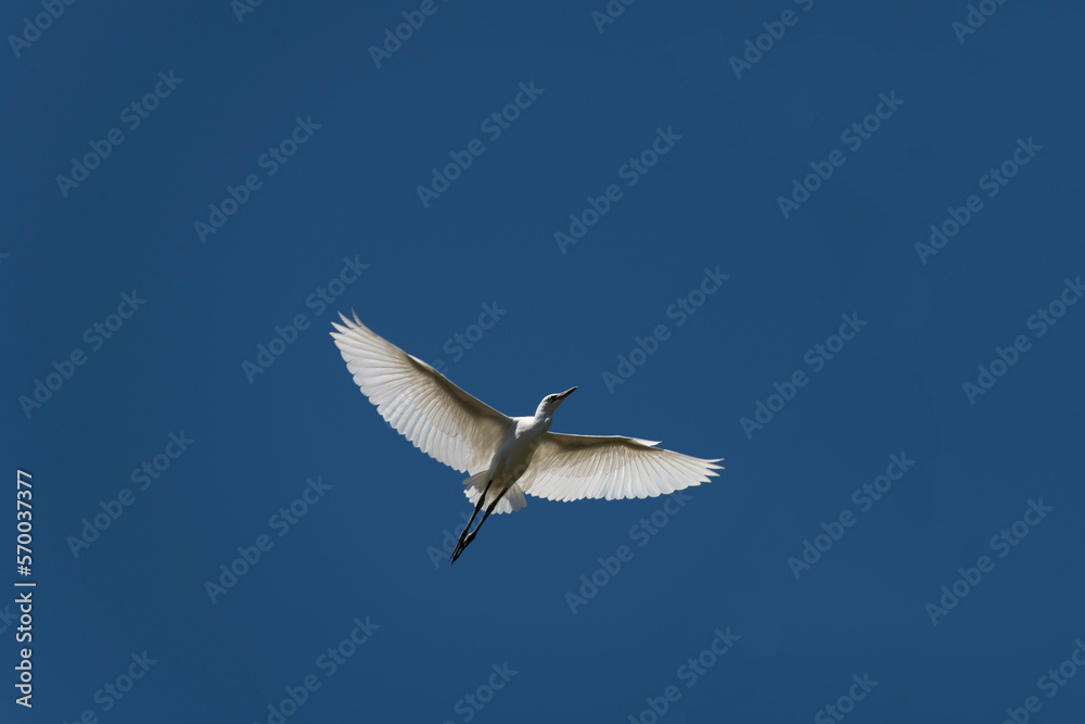 Fototapeta premium Egret (Ardea alba)