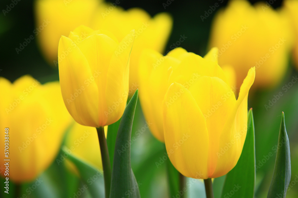 Naklejka premium amazing view of blooming colorful Tulip flowers,close-up of beautiful yellow Tulip flowers blooming in the garden 